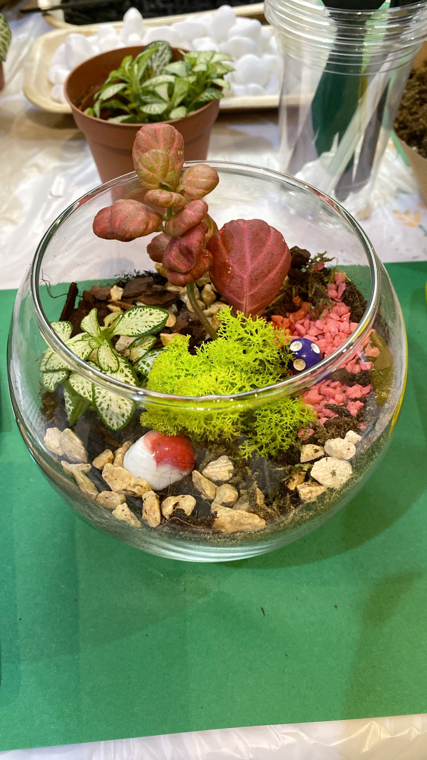Open Terrarium